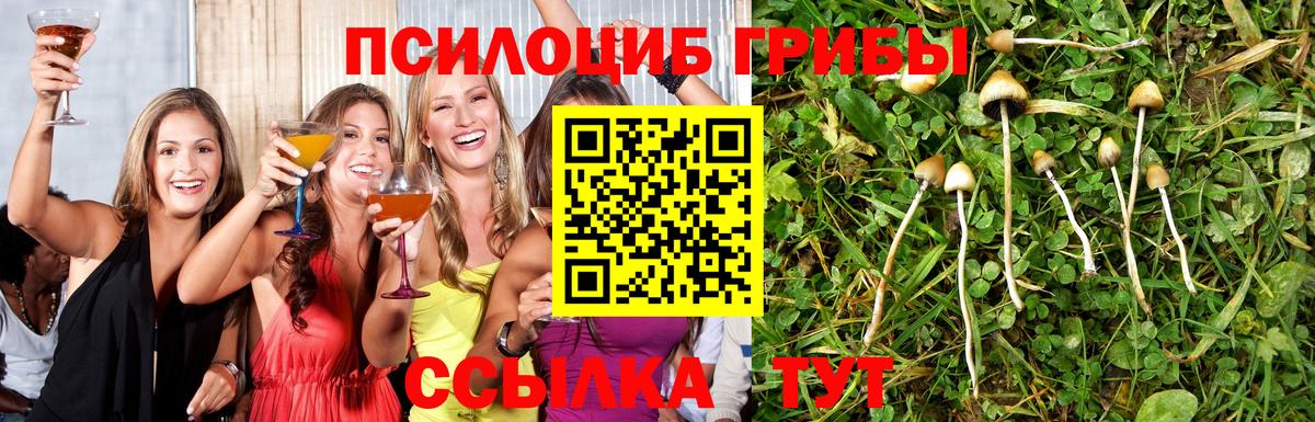 Губкин  Галлюциногенные грибы прущие грибы  Вход с VPN  Псилоцибиновые грибы мухоморы 